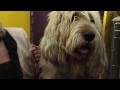 Perro de Nutria - Is an Otterhound the Right Dog for You?