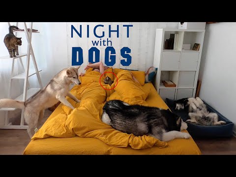 What it's like to Sleep with Three Huskies And Three Cats on a White Night
