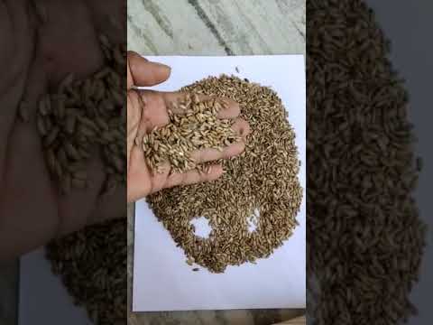 Milk Thistle Seeds