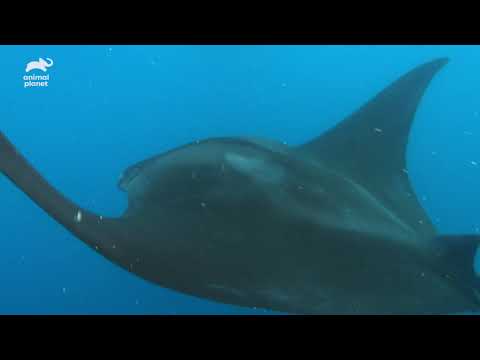 メキシコの動物 - 5. メキシコトゲイグアナ