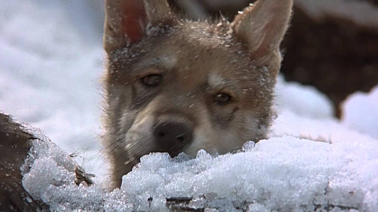 Волк белый клык. Белый клык буктрейлер. Лондон дж. Книга д. Белы клык.