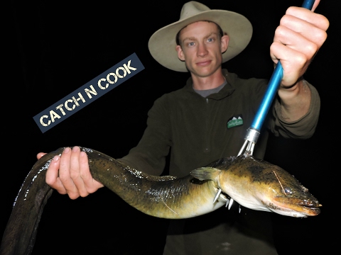 SPEARING EELS Catch n Cook