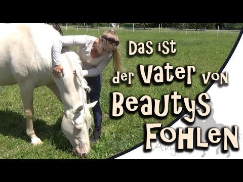 This is the father of Beauty's foal - Stallion visit part 1