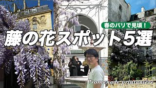 【春のパリ散歩】藤の花が美しいおすすめスポット５選