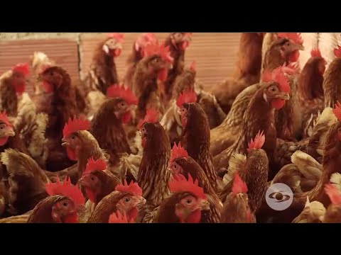 , title : 'Cloquez en gallinas: Aprenda a identificar este fenómeno y cómo controlarlo - La Finca De Hoy'