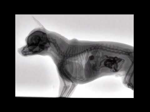 x ray of dog eating