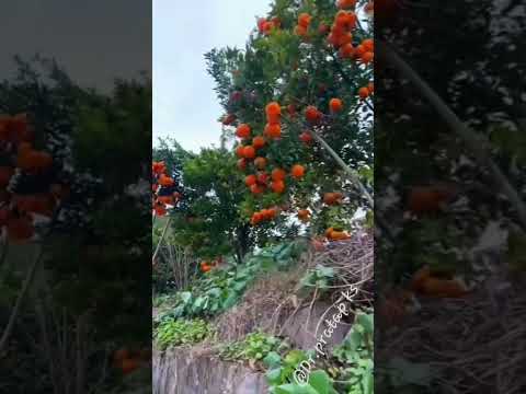 Season of Fruit- orange and apples 🍎- lovely nature || Dr.pratap ks