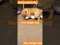 Very Danger Dog Fight Youtubeshorts Shorts Ytshort Subscribe Dog Fight Puppy Fight Kangaldog