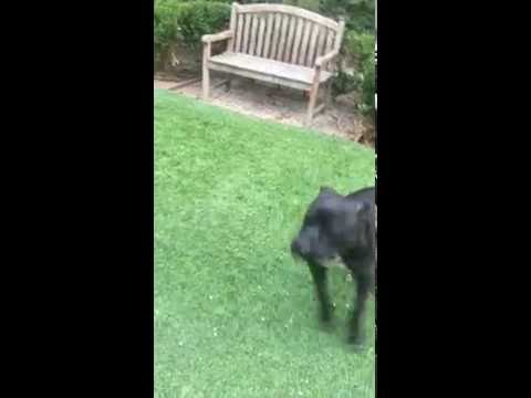 Dog For Adoption Hector A Cane Corso Pit Bull Terrier