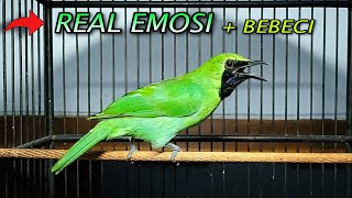 Download lagu CUCAK IJO EMOSI || BEBECI KHAS BANYUWANGI !! Cocok untuk menaikan emosi mp3