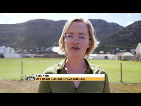 How To Teach Your Dog to Sit Straight Next to You