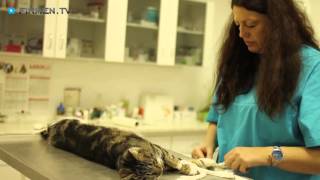 Tierarzt in Oranienburg: Tierarztpraxis  Dipl. med. vet. Gesine Geiler