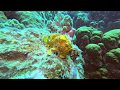 Grumpy Walking Frogfish - Bonaire 2019 - Diving