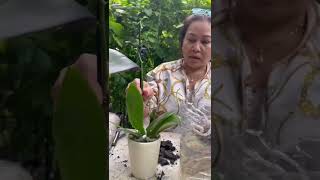 Mama Judy’s unique way of taking care of her #orchids using a recycled water jug &amp; a mop! #shorts