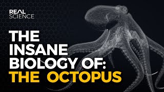 The Octopus