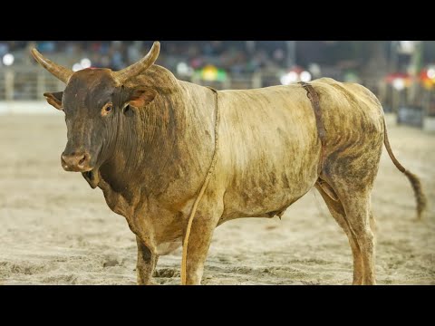 Rodeio de PALMARES PAULISTA 2025 (QUINTA / MELHORES MOMENTOS)