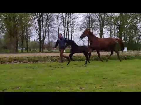 Bewegungsstarkes Sutfohlen von Don Index - Fürst Nymphenburg