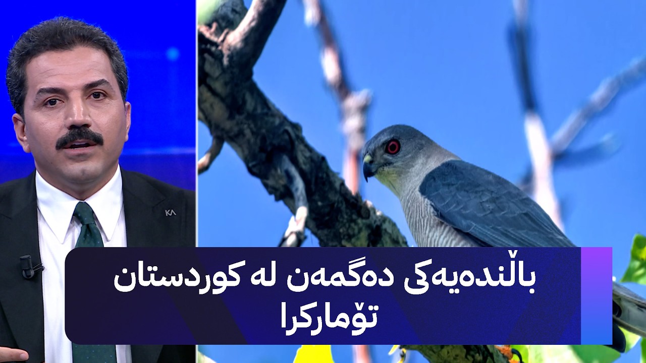 ڤیدیۆ | باڵندەیەکی دەگمەن لە کوردستان تۆمارکرا