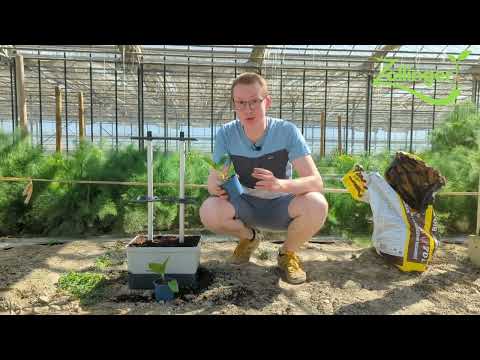 , title : 'Comment planter les plantons d'aubergines'