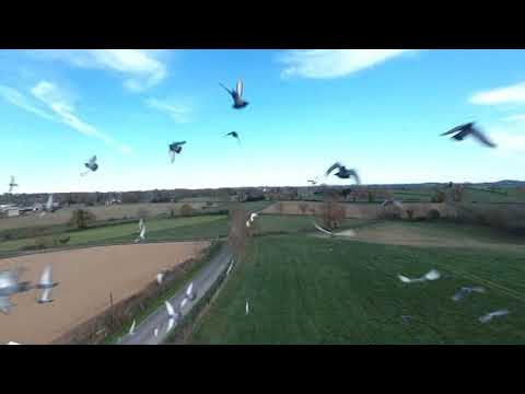 Rencontre avec les pigeons au Cluzel (29/11/2020)