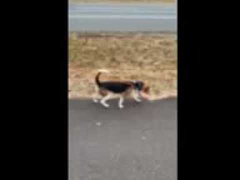 Niles (ID 28503/51), an adopted Beagle in Manassas, VA_image-1