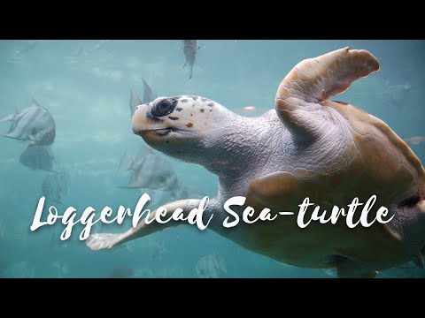 Back from the Brink - Season 4 Episode 5 - Loggerhead Sea-turtle