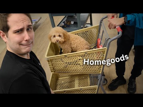 I didn't expect this reaction about the dog... Florida Daily Vlog