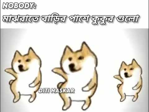 😂😎 Dancing of dogs.
