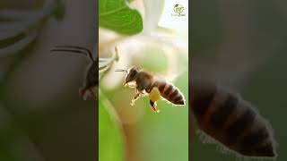 Today is "World Bee Day"