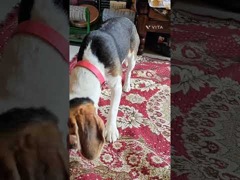 Rani Bakri 🤪😁😅 #cucumber #mood #rani #beagle #doglover #song #latamangeshkarsongs #viral #trend