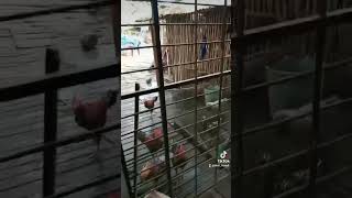 Download lagu video tiktok lagu viral || tamu tak diundang datang | ayam dirumahku #shorts #ayam #DESIISMAILL mp3