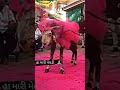 MELDI MAA NA DAKLA Meldi Maa Dakla Shorts Viral