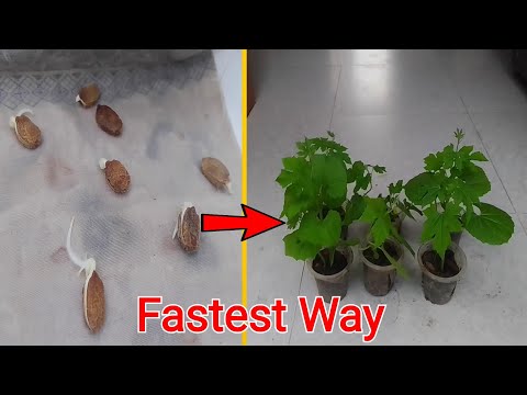 How to germinate bitter melon seeds faster