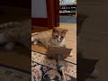 Orange Cat Attacks Furry Stick Hiding Behind Cardboard Cat Catplaying Catsofyoutube ねこ