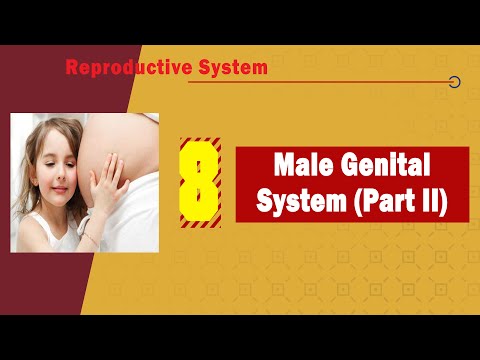 normele de dezvoltare a penisului unguent pentru masaj penis