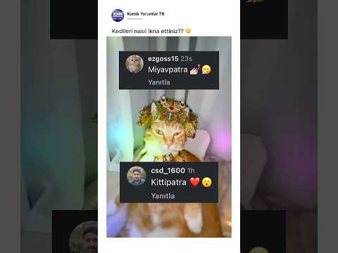 Kediler nasıl ikna oluyor ya?