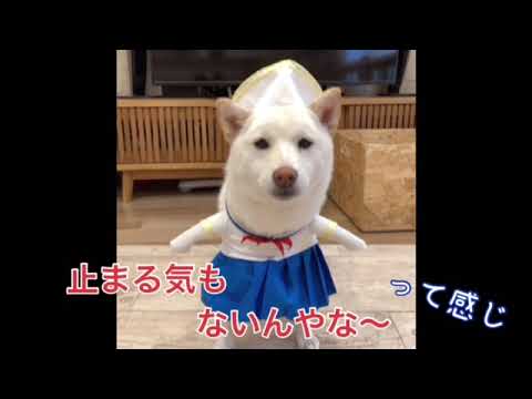 ワンワンU・x・Uお悩み相談室4️⃣9️⃣〜福井市「ぽてちゃん」#ダイヤマークで減速を #横断歩道は歩行者優先🚶‍♀️