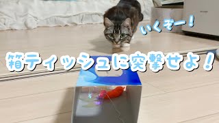 猫が箱ティッシュに飛び込む姿を見たい！ 足長マンチカン まる Munchkin cat