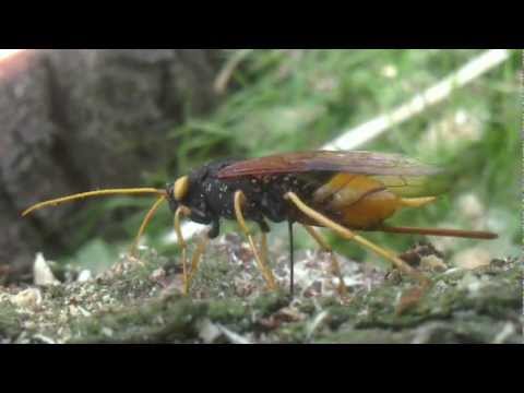 Wood wasp laying eggs in pine tree logs. Wierd UK Garden insects. Amazing nature/creatures