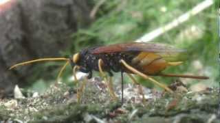 Wood wasp laying eggs in pine tree logs. Wierd UK Garden insects. Amazing nature/creatures