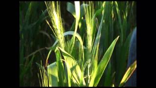 preview picture of video 'GRDC Over the Fence: Chris Hunt'