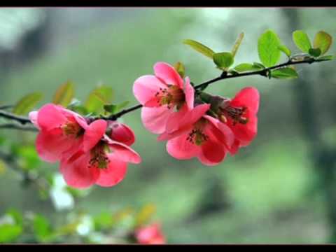 YUNUS EMRE GELİN ALLAH DİYELİM