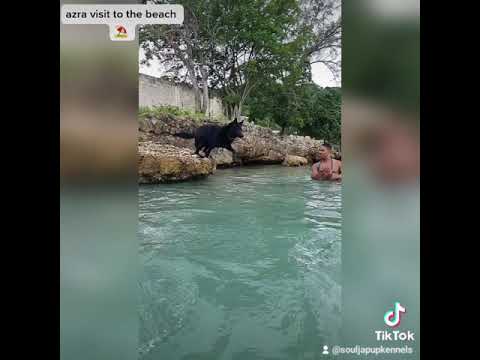 azra visit to the beach, montego bay Jamaica #souljapupkennels