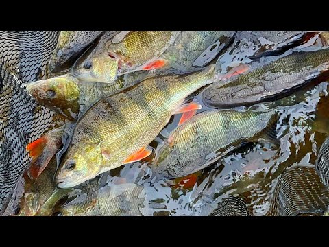 AHVEN TANKKAA HURJASTI | AHVENEN KALASTUS LIPPAUISTIMILLA | JIGIKALASTUS LIPPAVIEHEILLÄ | #KALASTUS