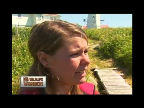 Wildlife Wonders - The Migration and Feeding Habits of Puffins and other Birds