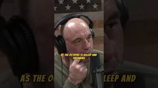 How intelligent is an octopus? | Joe Rogan &amp; Forrest Galante