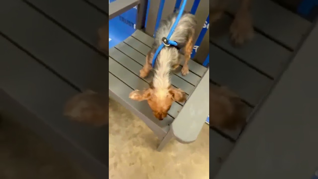 Enlarge GABBI, a Adoptable Yorkshire Terrier in Berlin, NJ video 6/6