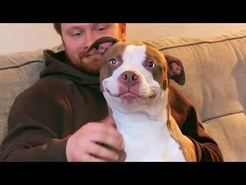 Quand votre chien est plus drôle que n'importe quel membre de votre famille drôles de chiens et d'humains 2025