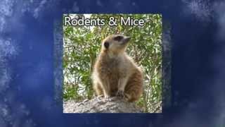 preview picture of video 'Rodent Removal Orangevale CA 95662 916-226-4836 Animal Trapping'