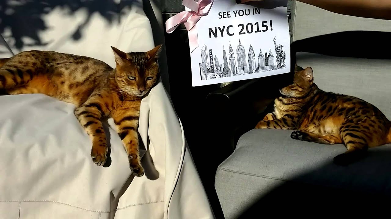 Mum's 60th Birthday Video Card